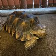 Rehomed...Sulcata : Male approx 7 years old (Morla)